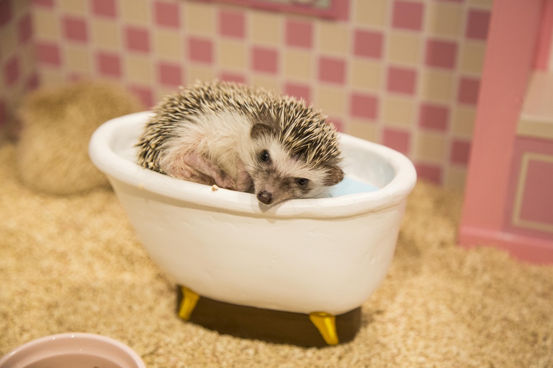ハリネズミ  蚊遣り　ハウス ドールハウスに住むハリネズミに会いに行こう。新たな癒しの空間