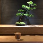 盆栽とコーヒーの素敵な関係。「BONGEN COFFEE」でやすら...