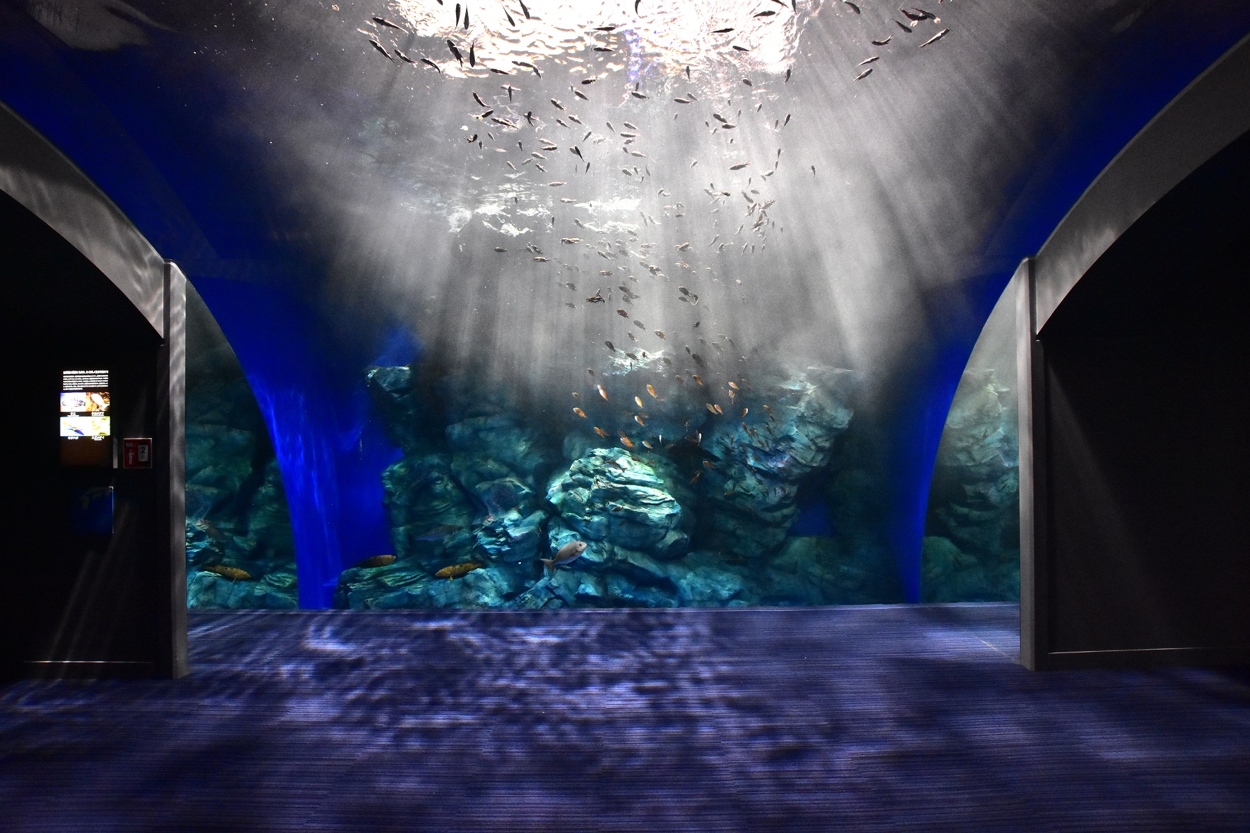 非日常を感じよう。大人も楽しめる癒しの水族館「マリンワールド海の中