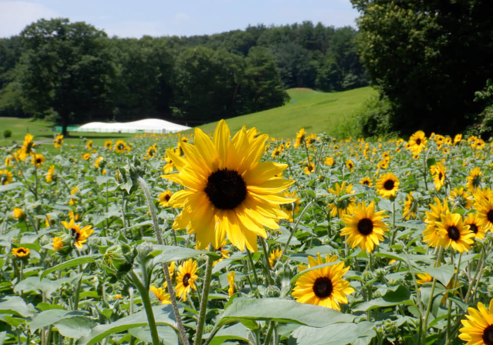 関東近郊 日帰りで行けるのが嬉しい 夏休みに行きたいおすすめお出かけスポット 5選 Sheage シェアージュ