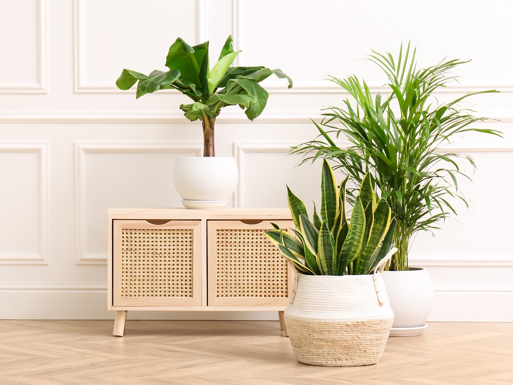 アニメ風観葉植物 アニメ風観葉植物 アニメ風観葉植物 アニメ風観葉植物 Z/Xグッズ ｜ Z