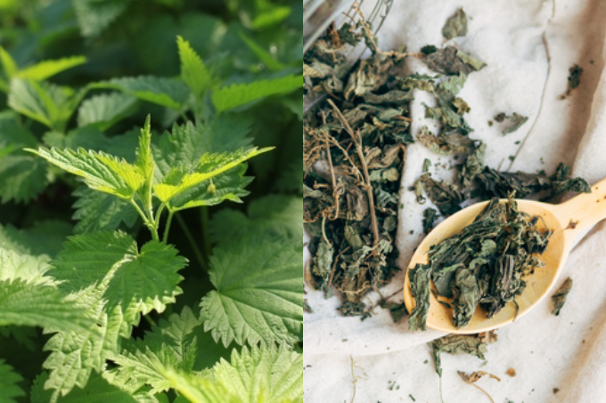 PMSの緩和に薬草の力を借りる。植物療法士に教わるおまもりハーブ６選