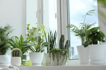 真夏でも清々しい空間に。涼しい部屋をつくる観葉植物5選＜選び方＆育て方のコツを解説＞