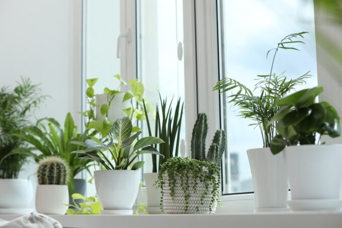 真夏でも清々しい空間に。涼しい部屋をつくる観葉植物5選＜選び方＆育て方のコツを解説＞