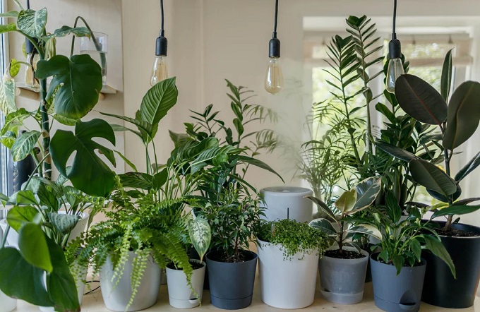 真夏でも清々しい空間に。涼しい部屋をつくる観葉植物5選＜選び方＆育て方のコツを解説＞