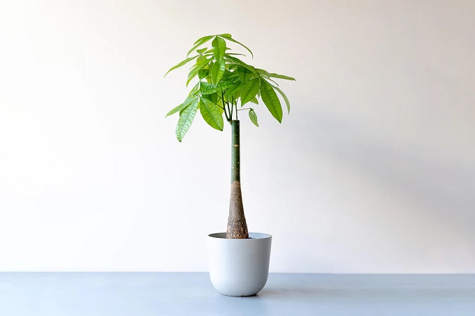 真夏でも清々しい空間に。涼しい部屋をつくる観葉植物5選＜選び方＆育て方のコツを解説＞