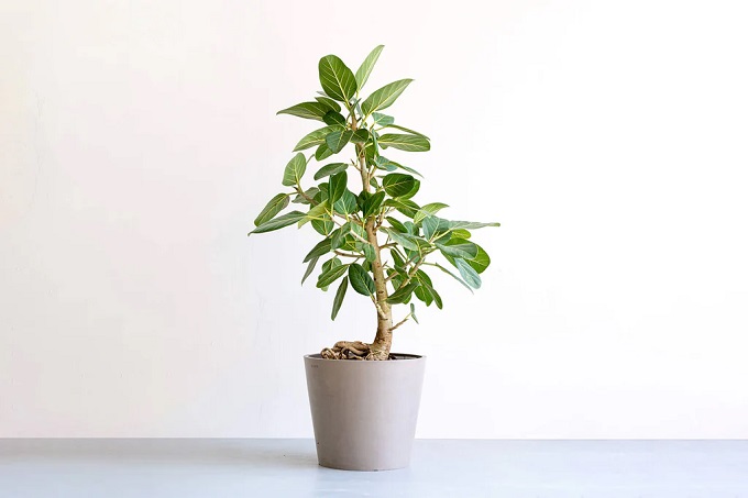 真夏でも清々しい空間に。涼しい部屋をつくる観葉植物5選＜選び方＆育て方のコツを解説＞