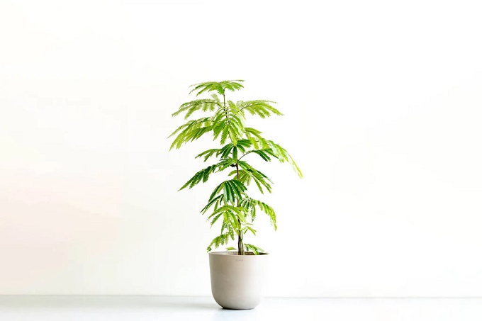 真夏でも清々しい空間に。涼しい部屋をつくる観葉植物5選＜選び方＆育て方のコツを解説＞