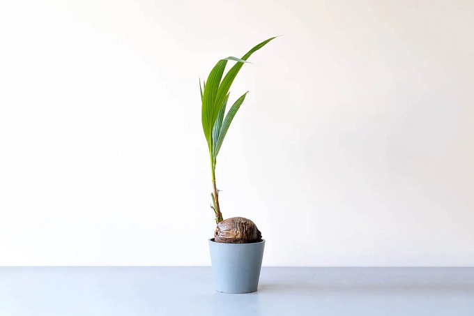 真夏でも清々しい空間に。涼しい部屋をつくる観葉植物5選＜選び方＆育て方のコツを解説＞