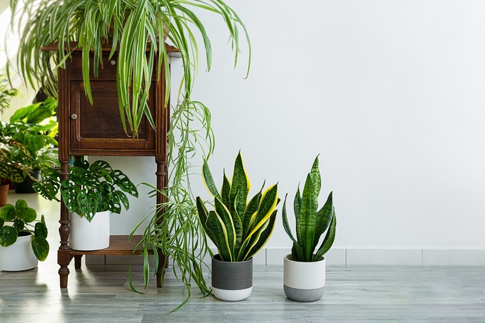 真夏でも清々しい空間に。涼しい部屋をつくる観葉植物5選＜選び方＆育て方のコツを解説＞
