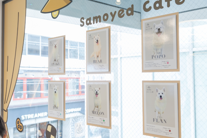 都会で体験できる、癒しの新スポット『サモエドカフェmoffu』体験ルポ