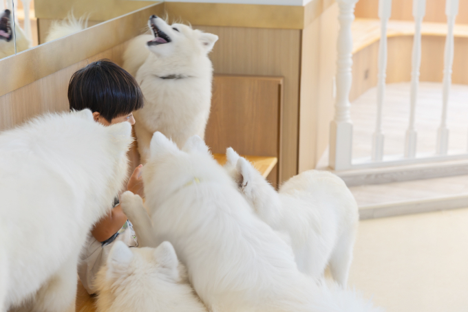 都会で体験できる、癒しの新スポット『サモエドカフェmoffu』体験ルポ
