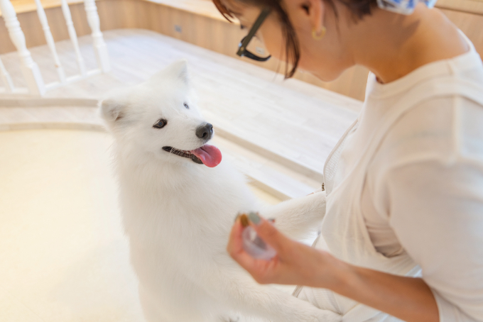 都会で体験できる、癒しの新スポット『サモエドカフェmoffu』体験ルポ