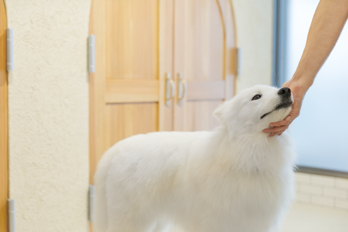 都会で体験できる、癒しの新スポット『サモエドカフェmoffu』体験ルポ