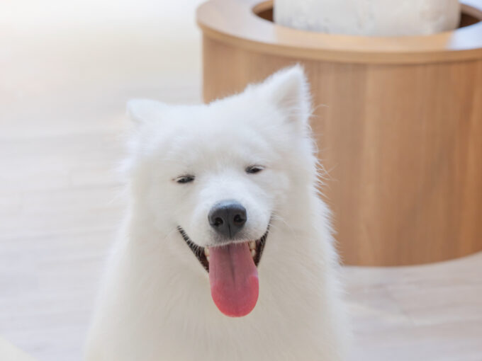 都会で体験できる、癒しの新スポット『サモエドカフェmoffu』体験ルポ