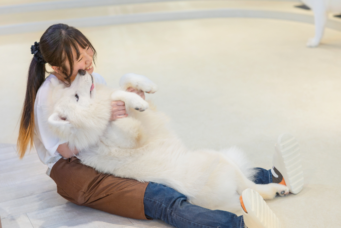 都会で体験できる、癒しの新スポット『サモエドカフェmoffu』体験ルポ