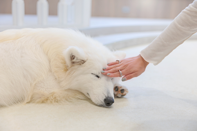 都会で体験できる、癒しの新スポット『サモエドカフェmoffu』体験ルポ