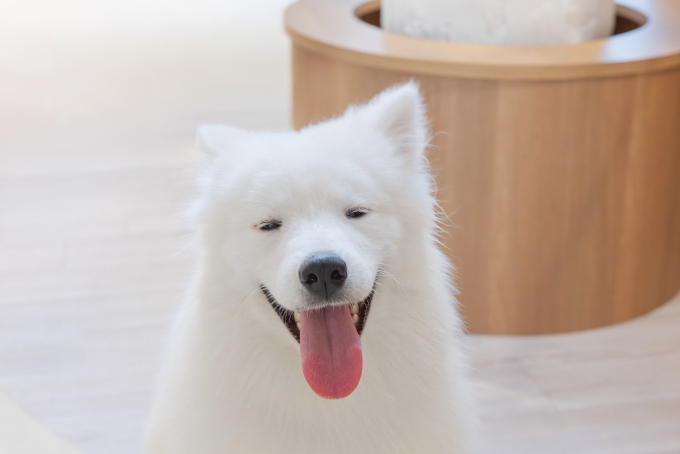 都会で体験できる、癒しの新スポット『サモエドカフェmoffu』体験ルポ