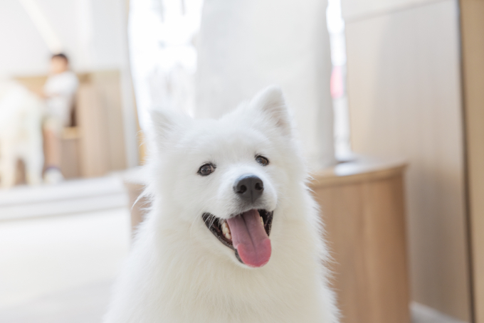 都会で体験できる、癒しの新スポット『サモエドカフェmoffu』体験ルポ