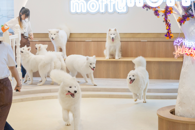 都会で体験できる、癒しの新スポット『サモエドカフェmoffu』体験ルポ