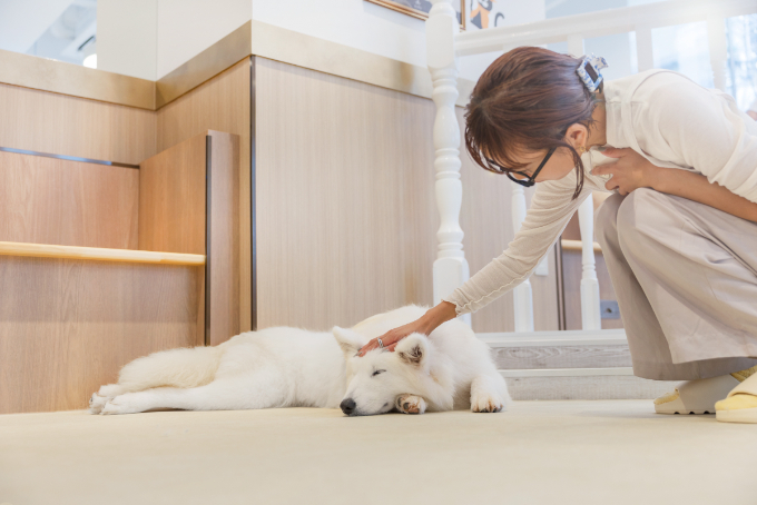 都会で体験できる、癒しの新スポット『サモエドカフェmoffu』体験ルポ