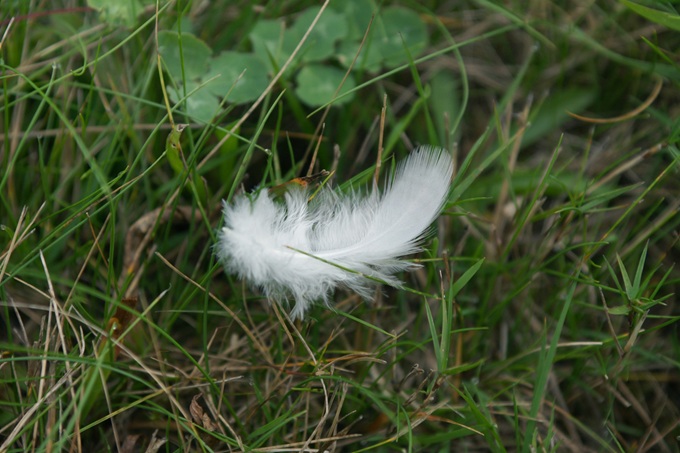 いつでも幸運をつかめる人に。見逃さないで!夢の中や日常に舞い込む「幸運のサイン」10選