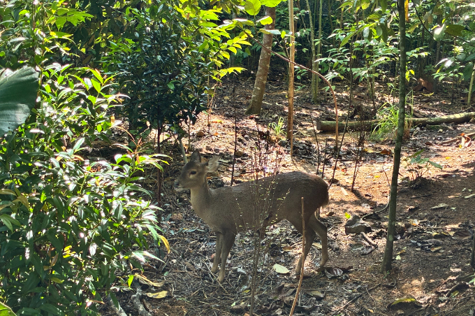 都市から30分で出合う熱帯雨林へ。シンガポールで楽しむ自然体験と滞在ガイド