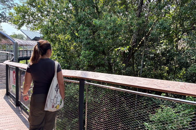 都市から30分で出合う熱帯雨林へ。シンガポールで楽しむ自然体験と滞在ガイド