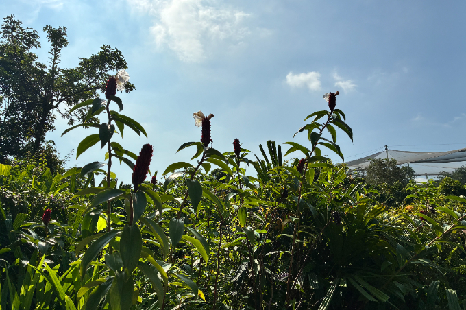 都市から30分で出合う熱帯雨林へ。シンガポールで楽しむ自然体験と滞在ガイド
