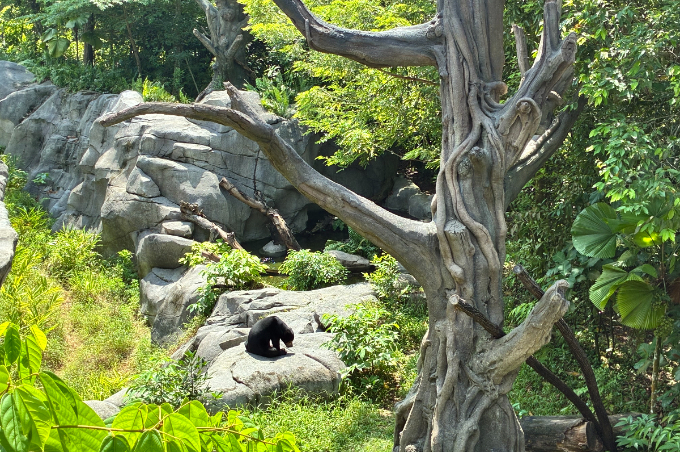 都市から30分で出合う熱帯雨林へ。シンガポールで楽しむ自然体験と滞在ガイド