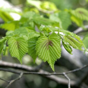 新緑の季節に知っておきたい「幸運を呼ぶ」植物。＜12星座・6タイプ別＞あなたの守護樹＆おすすめハーブ