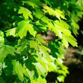 新緑の季節に知っておきたい「幸運を呼ぶ」植物。＜12星座・6タイプ別＞あなたの守護樹＆おすすめハーブ