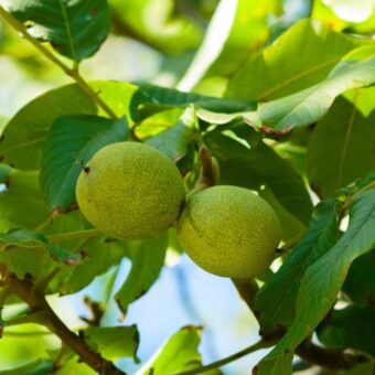 新緑の季節に知っておきたい「幸運を呼ぶ」植物。＜12星座・6タイプ別＞あなたの守護樹＆おすすめハーブ