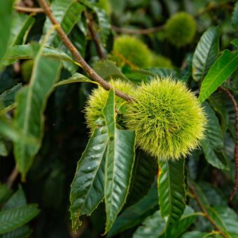 新緑の季節に知っておきたい「幸運を呼ぶ」植物。＜12星座・6タイプ別＞あなたの守護樹＆おすすめハーブ