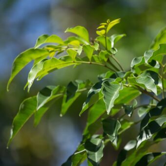 新緑の季節に知っておきたい「幸運を呼ぶ」植物。＜12星座・6タイプ別＞あなたの守護樹＆おすすめハーブ
