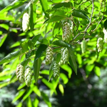 新緑の季節に知っておきたい「幸運を呼ぶ」植物。＜12星座・6タイプ別＞あなたの守護樹＆おすすめハーブ