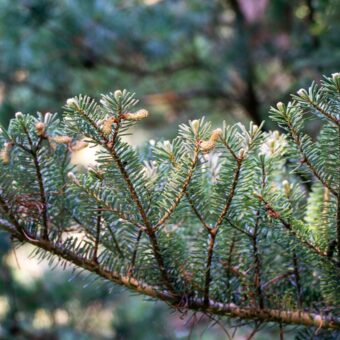 新緑の季節に知っておきたい「幸運を呼ぶ」植物。＜12星座・6タイプ別＞あなたの守護樹＆おすすめハーブ