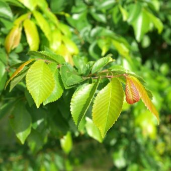 新緑の季節に知っておきたい「幸運を呼ぶ」植物。＜12星座・6タイプ別＞あなたの守護樹＆おすすめハーブ