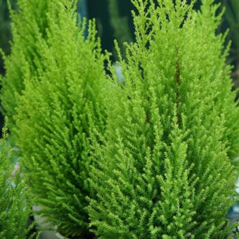 新緑の季節に知っておきたい「幸運を呼ぶ」植物。＜12星座・6タイプ別＞あなたの守護樹＆おすすめハーブ
