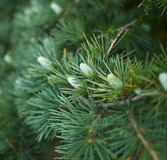 新緑の季節に知っておきたい「幸運を呼ぶ」植物。＜12星座・6タイプ別＞あなたの守護樹＆おすすめハーブ