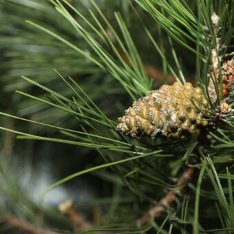 新緑の季節に知っておきたい「幸運を呼ぶ」植物。＜12星座・6タイプ別＞あなたの守護樹＆おすすめハーブ