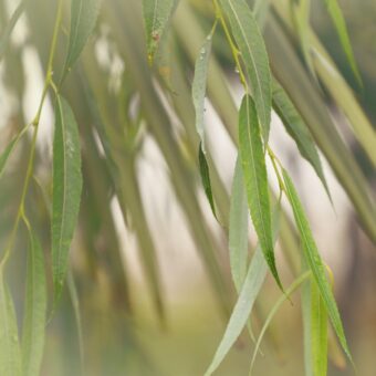 新緑の季節に知っておきたい「幸運を呼ぶ」植物。＜12星座・6タイプ別＞あなたの守護樹＆おすすめハーブ