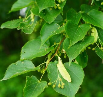 新緑の季節に知っておきたい「幸運を呼ぶ」植物。＜12星座・6タイプ別＞あなたの守護樹＆おすすめハーブ
