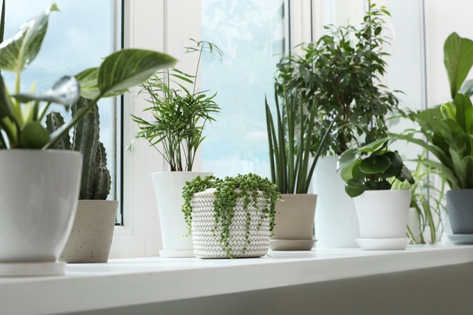 グリーンで夏も快適な部屋づくり。土不要・水だけで育てられる涼しげな観葉植物