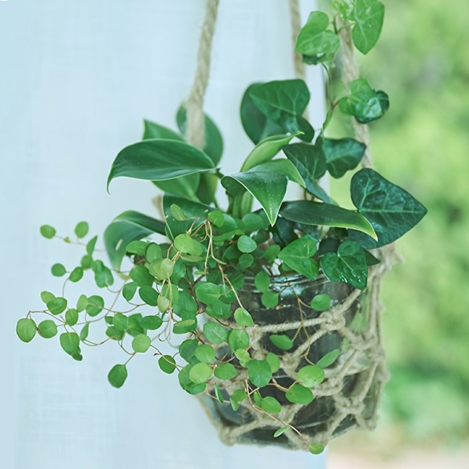 グリーンで夏も快適な部屋づくり。土不要・水だけで育てられる涼しげな観葉植物