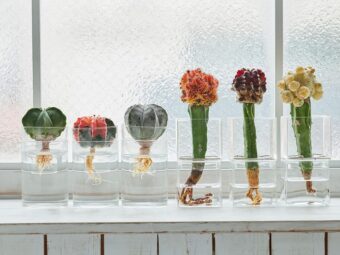 グリーンで夏も快適な部屋づくり。土不要・水だけで育てられる涼しげな観葉植物