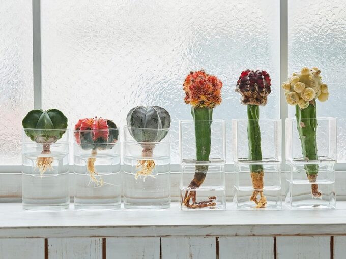 グリーンで夏も快適な部屋づくり。土不要・水だけで育てられる涼しげな観葉植物